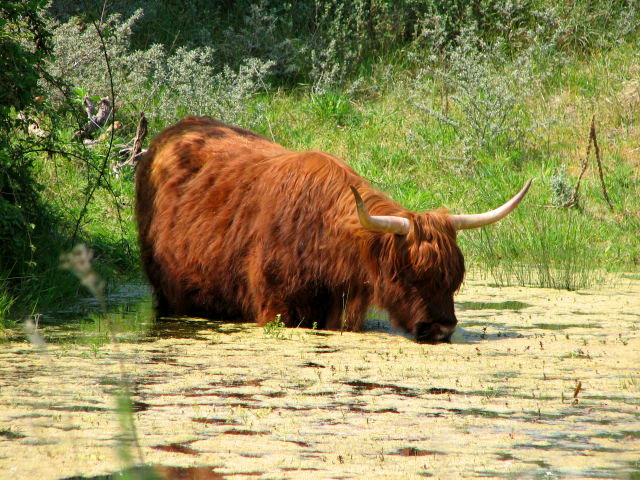 Biodiversité Vache-Highland